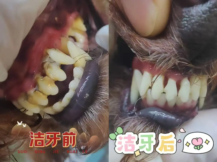 狗狗洁牙前后对比